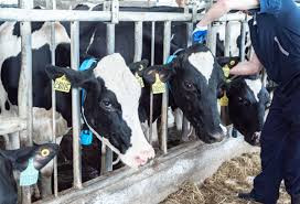 Livestock management and improvements