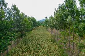Agroforestry and  Sustainable Agriculture